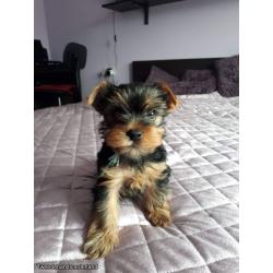 TRIUMPH TR 6