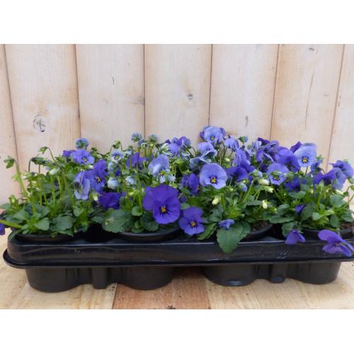 Bosviolen Blauw 12 stuks - Warentuin natuurlijk