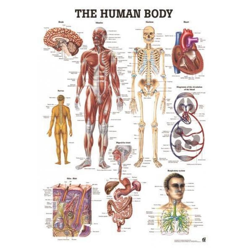 Menselijk lichaam (gelamineerd, 70x100 cm)