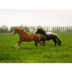 Veulenopfok / opfok voor jonge paarden stalling / weidegang