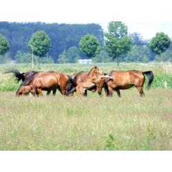 Veulenopfok / opfok voor jonge paarden stalling / weidegang