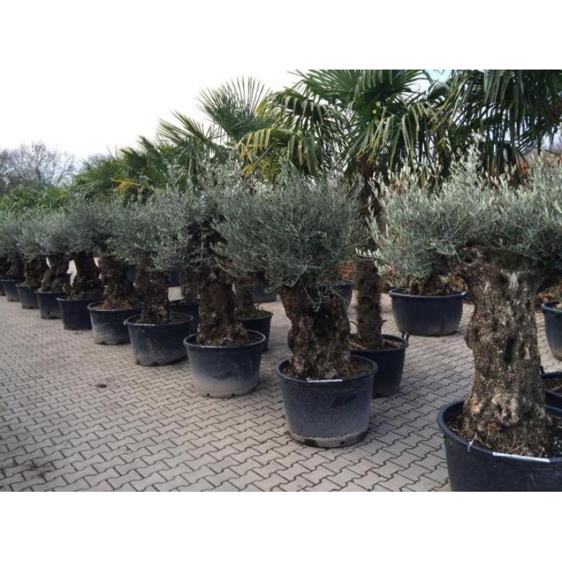Olijfboom / Olijfbomen met 80/100 cm stamomtrek bonsai!!!