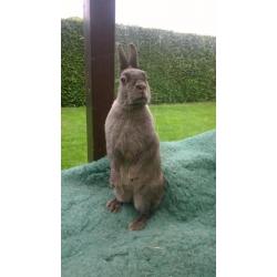 polish rabbit / haasdwerg konijn