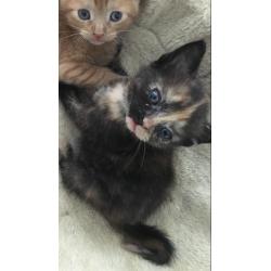 Kittens: rode kater en rood/zwart vrouwtje