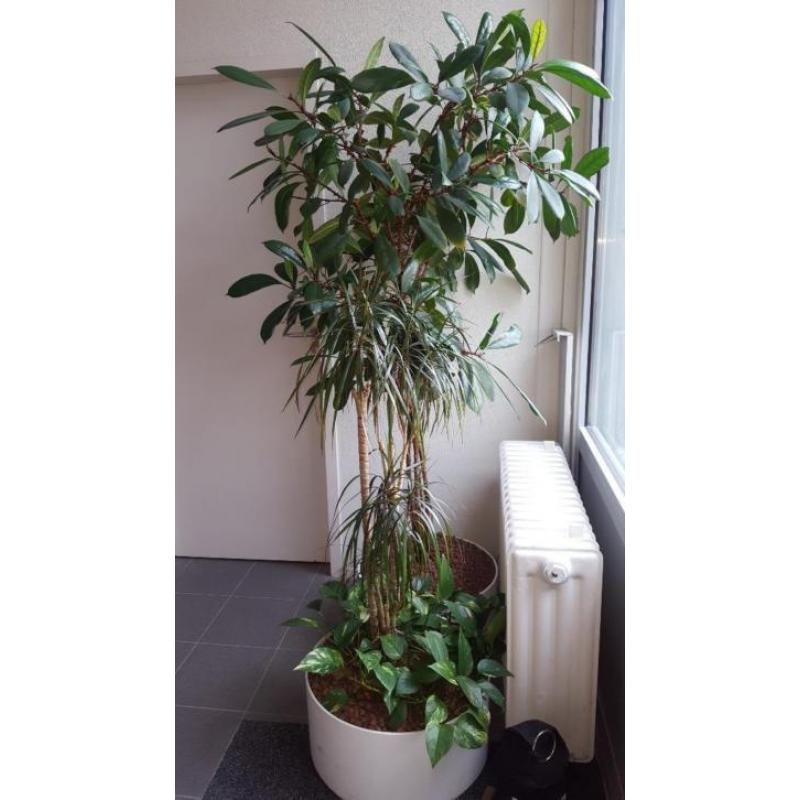 Hydrocultuur planten kantoorplanten incl. pot, KSB Den Bosch
