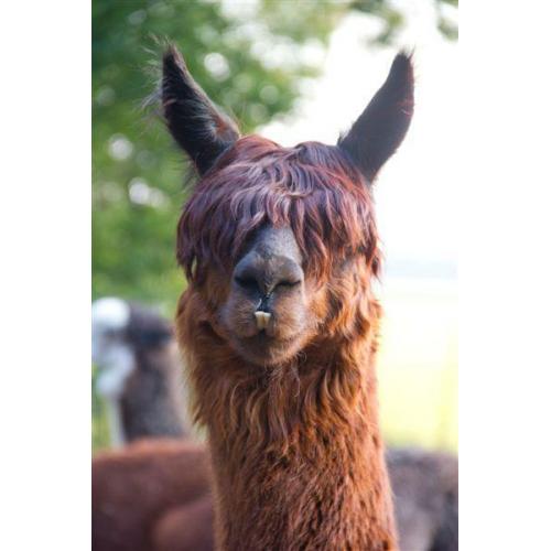 trio suri alpaca,s