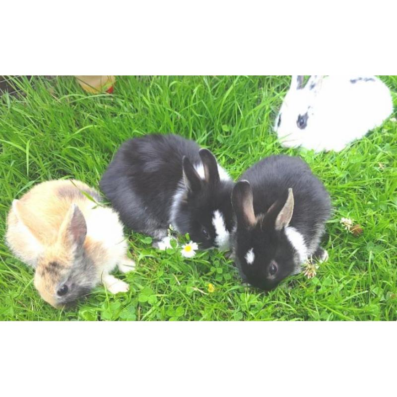jonge konijntjes