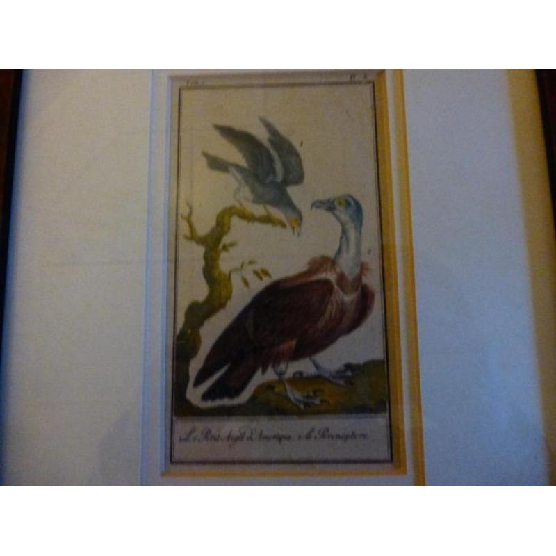 Le Petit Aigle d' Amerque uit 1750