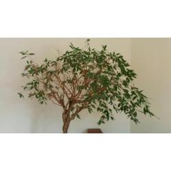 Kamerplant Ficus in verrijdbare pot met watersysteem
