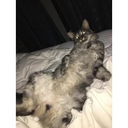 Vermiste kat BONZAI in TILBURG