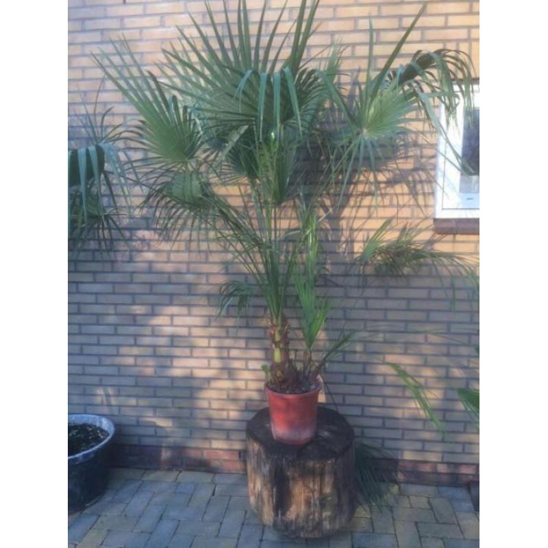 Palmboom palmbomen, winterharde Europese dwergpalm