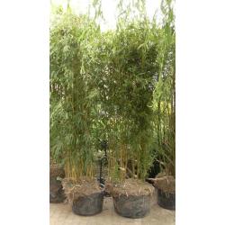 bamboe gratis ophalen