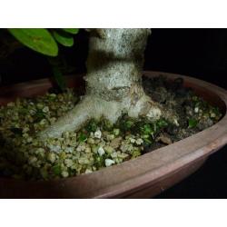 bonsai Ligustrum