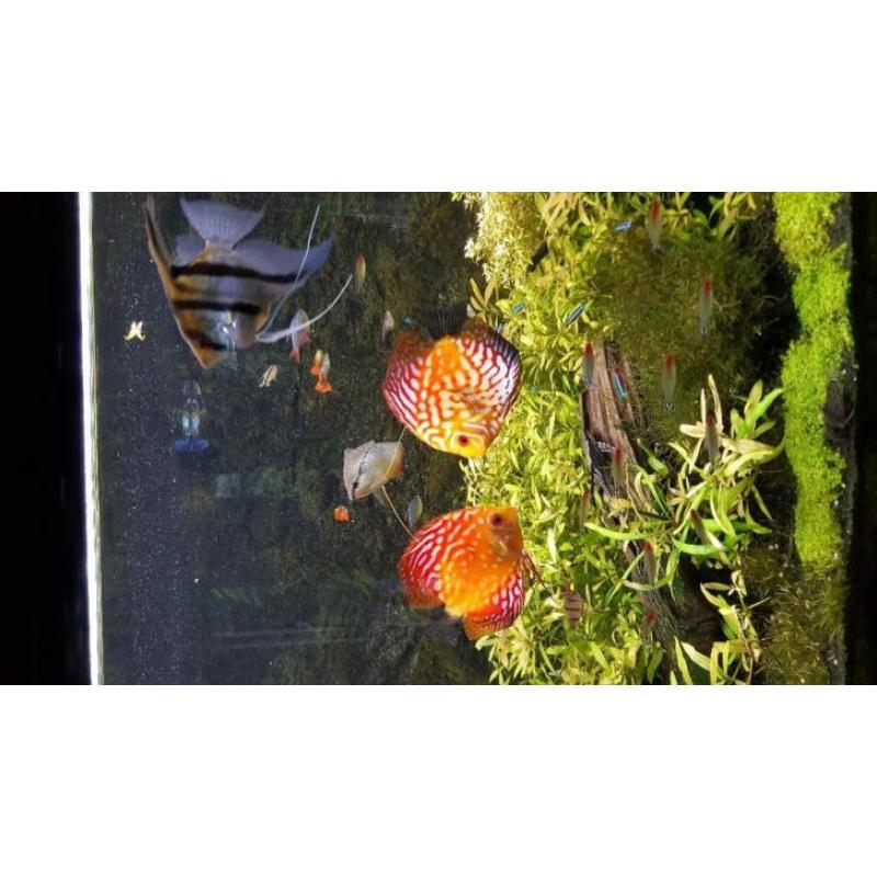 Aquatlantis aquarium fusion 150