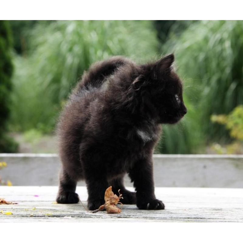 Mix Noorse Boskat kitten, langharig, vrouwtje, zwart