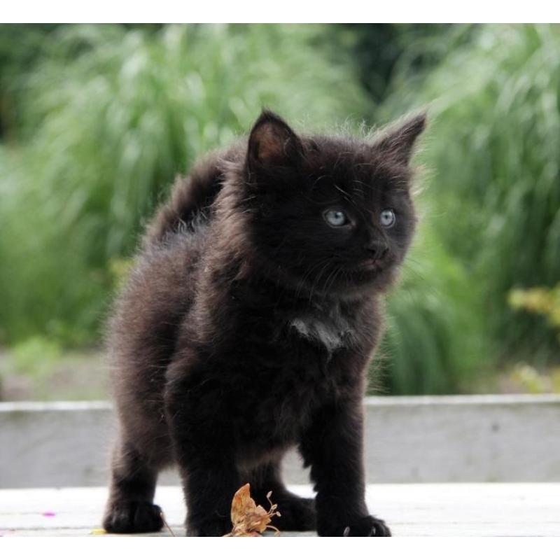 Mix Noorse Boskat kitten, langharig, vrouwtje, zwart