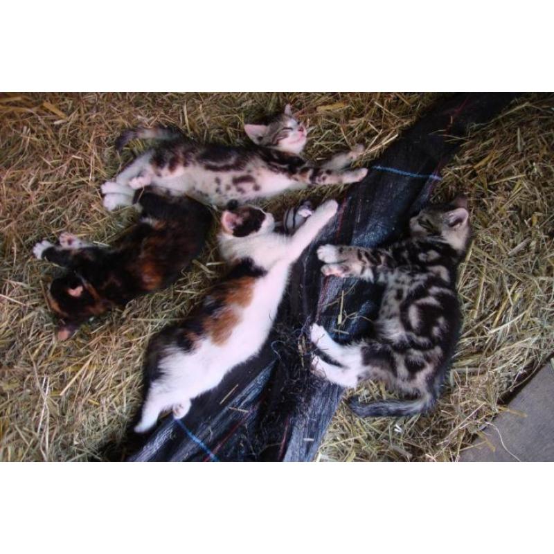 lapjeskat kittens in meerdere kleuren