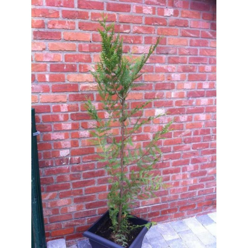 Coniferen 10 stuks €8 p.st. (Thuya Plicata Atrovirens)165cm