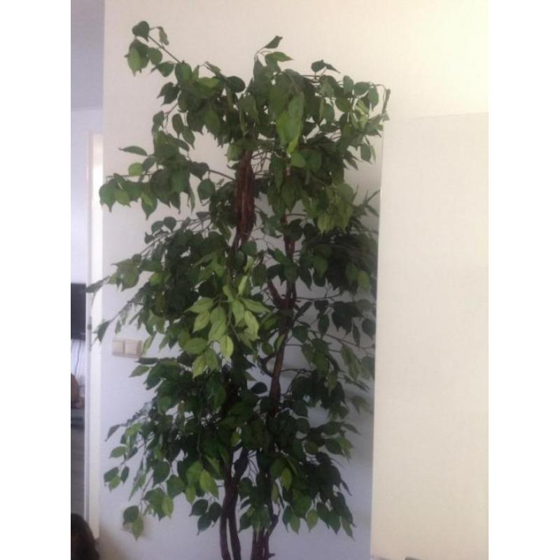 kunstplantgrote Kunstplant Ficus Benjamin 2.10 m hoog
