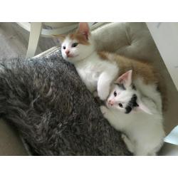 Twee hele lieve kittens