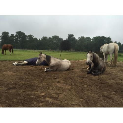 Gezocht stalling / weidegang / PP voor 4-6 paarden Ede e.o.