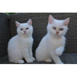 Britse korthaar kittens Evy & Emely Seal Silver shaded point