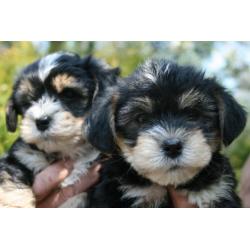 BOOMER puppies ( LHASA APSO met YORKSHIRE TERRIER )