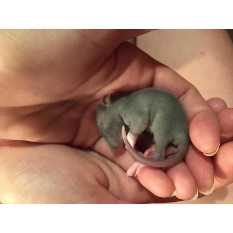 Jaaa, er zijn weer lieve gezonde ratjes geboren!!