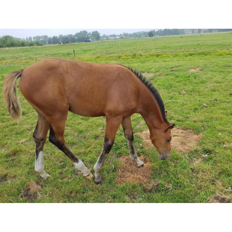 Te koop Grandorado en Arezzo veulen
