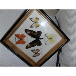 5 Opgezette vlinders achter glas.