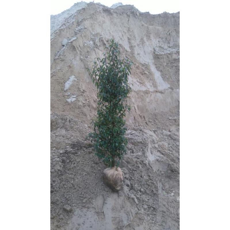 Portugese laurier / Prunus tot 300 cm hoog vanaf EUR 7,- !