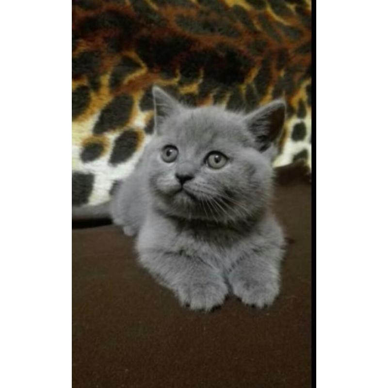 Raszuivere Brits korthaar blauw Kittens mogen verhuizen