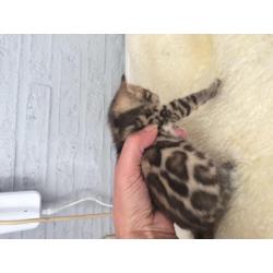 Schitterende rozetted bengaal kittens