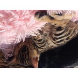 Schitterende rozetted bengaal kittens