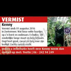 vermist zwarte kat paar witte haartjes op borst+ buik