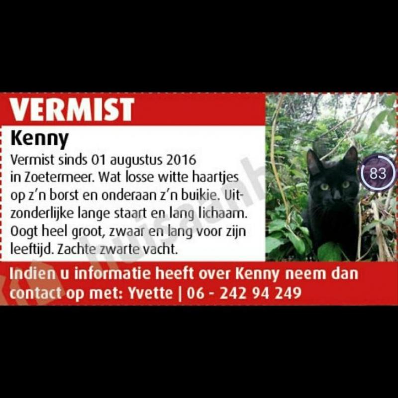 vermist zwarte kat paar witte haartjes op borst+ buik