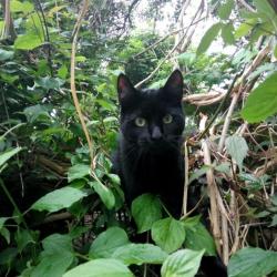 vermist zwarte kat paar witte haartjes op borst+ buik