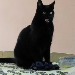 vermist zwarte kat paar witte haartjes op borst+ buik