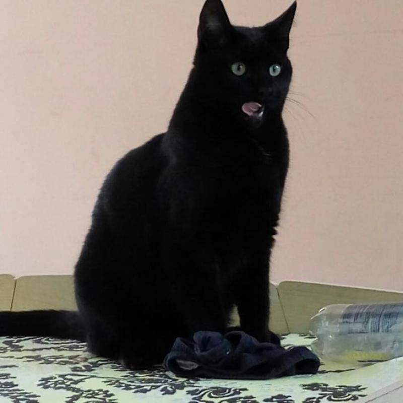 vermist zwarte kat paar witte haartjes op borst+ buik