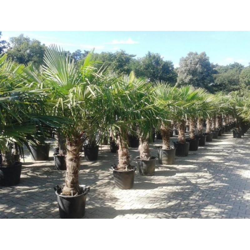 Bestel online uw palmen, olijfboom, cipressen, vijgenboom!!!