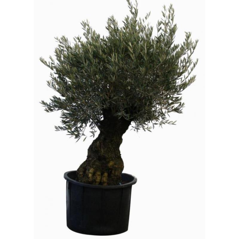 Bestel online uw palmen, olijfboom, cipressen, vijgenboom!!!