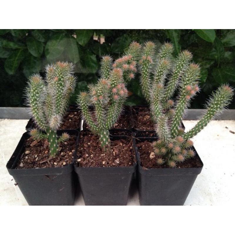 Cactus cylindropuntia opuntia spinosior verplant kamerplant