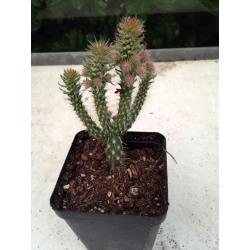 Cactus cylindropuntia opuntia spinosior verplant kamerplant