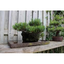 Bonsai Pinus Parviflora op rots