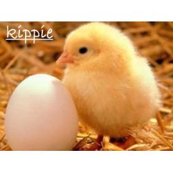 748. Goudkleurige oorbellen - nieuw -*kippie*