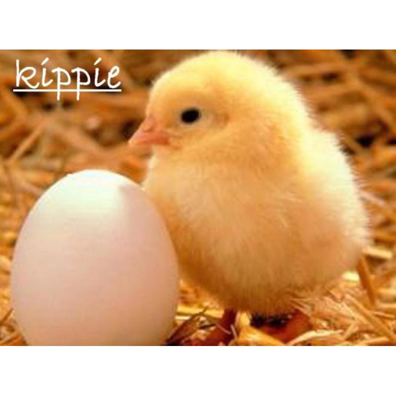748. Goudkleurige oorbellen - nieuw -*kippie*