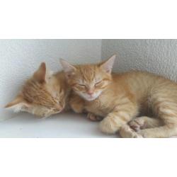 2 prachtige rode kittens