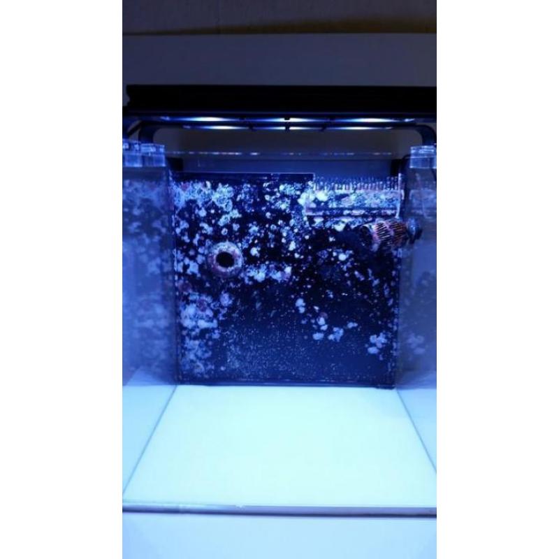 Aquarium 40x40x40 zeewater nano cube compleet