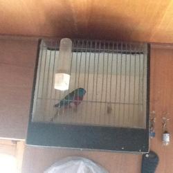 Vogels