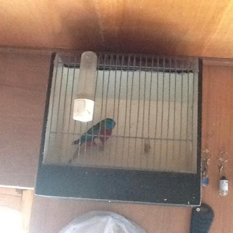 Vogels